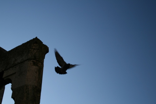 A pigeon swooping down for the bread crumb kill.  Piazza della Cisterna.